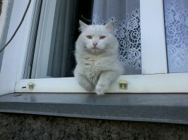 Немного животных