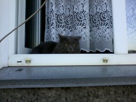 Немного животных