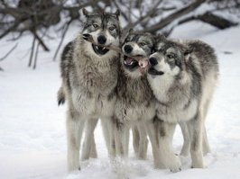 Волк