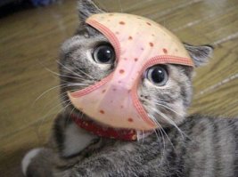 и кошки тоже