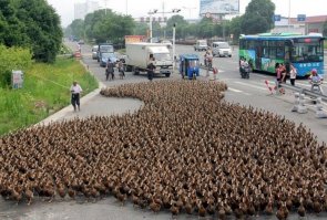 Утки по-пекински!