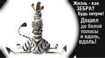 Зебры