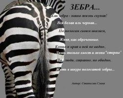 Зебры