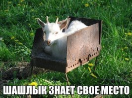 Смешные Картинки 05.05.16