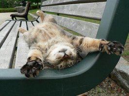 Немножко пятничных котиков