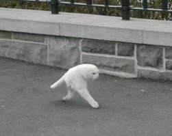 Недавно нашёл фотку вот и думаю - толи фото неудачное и кот так изогнулся,или все-же монтаж?