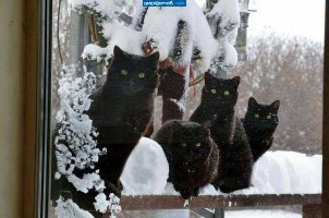 "А Мурка выйдет?"