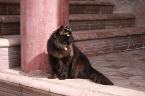 У меня вот такая красавица живёт. Подобрали котёнком, была худая, измученная, с грибком в ушах... Отмыли, откормили, выходили, вылечили. вся чёрная, но на солнышке проявляется бурый окрас))))