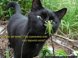 Жил да был черный кот