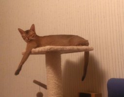 не всё что рыжее- котики :о)) наша любимица.