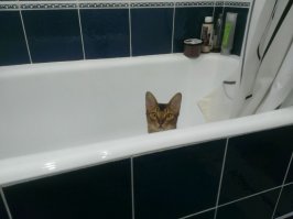 не всё что рыжее- котики :о)) наша любимица.