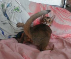 не всё что рыжее- котики :о)) наша любимица.