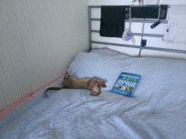 не всё что рыжее- котики :о)) наша любимица.