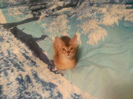 не всё что рыжее- котики :о)) наша любимица.