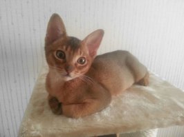 не всё что рыжее- котики :о)) наша любимица.