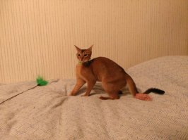не всё что рыжее- котики :о)) наша любимица.