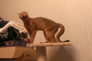 не всё что рыжее- котики :о)) наша любимица.