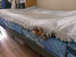не всё что рыжее- котики :о)) наша любимица.