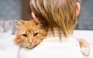 Рыжие котики