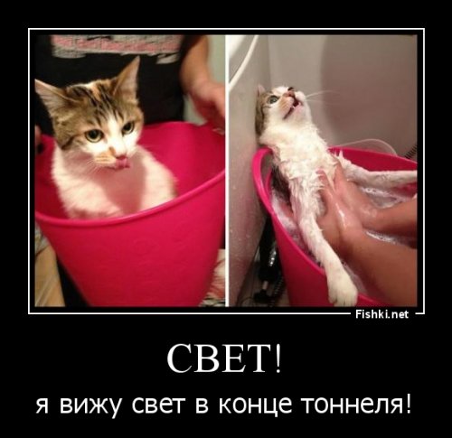 Домашние животные до и после мытья в ванной