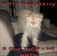 Домашние животные до и после мытья в ванной