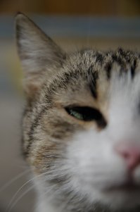 Кото-пост