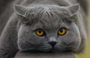 Подборка милых фотографий домашних питомцев