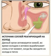 Я вот из-за этого органа в приличных местах не могу ничего горячего есть. Постоянно, падла такая, выделяет и выделяет. Тарелку супа съем - и побежала сморкаться!