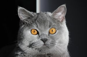 Подборка милых котиков для хорошего настроения
