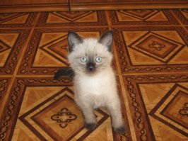 Немного котиков вам в ленту