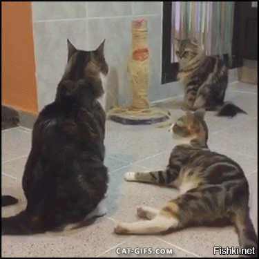 GIF баяны, но за то какие!