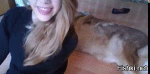 GIF баяны, но за то какие!
