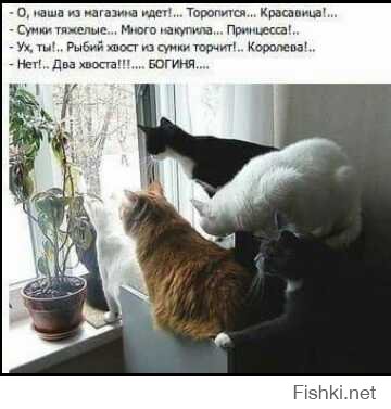 Немного котиков вам в ленту