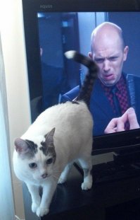 Заметки на полях: было мало котиков; поэтому добавлю.