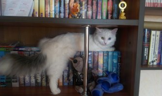 Не офис конечно , но на книгах поваляться моя всегда рада.