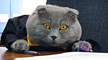 Начальник службы безопасности банкота.