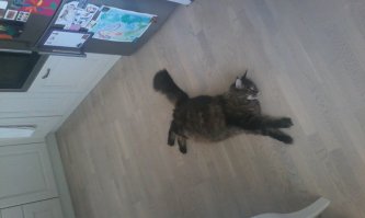 Кошки могут спать везде, где захотят!