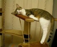 Кошки могут спать везде, где захотят!