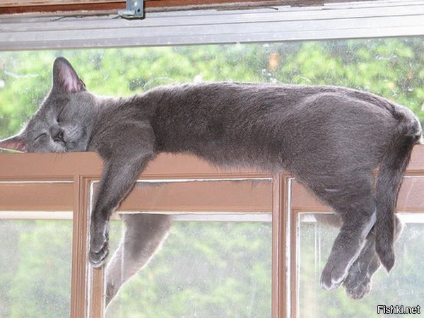 Кошки могут спать везде, где захотят!