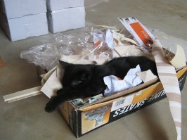 Кошки могут спать везде, где захотят!