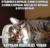 Кошки могут спать везде, где захотят!
