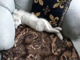 Кошки могут спать везде, где захотят!