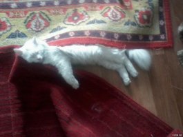 Кошки могут спать везде, где захотят!