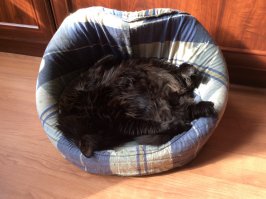 Мой котэ в своем любимом старом сраном домике