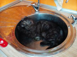 Кошки могут спать везде, где захотят!