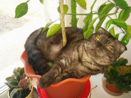 Кошки могут спать везде, где захотят!
