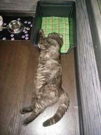 Кошки могут спать везде, где захотят!