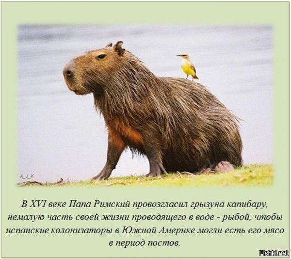ах ты хитрая жопа
