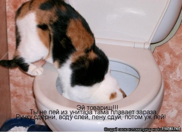 Каттлея: уход, болезни, выращивание. Советы специалистов Размножение замиокулькаса (долларового дерева) с помощью