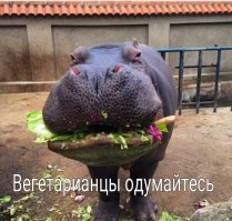Подборка крутых, смешных и немного странных фоток